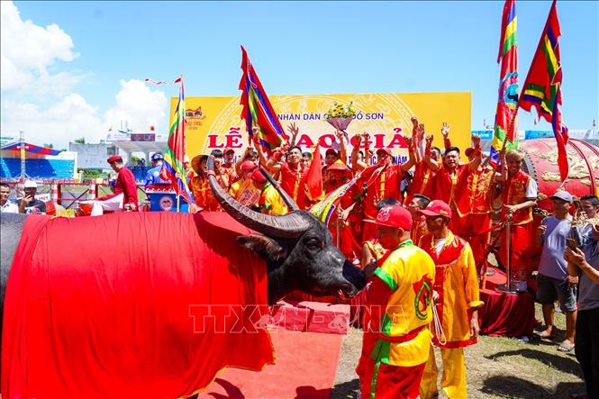 Khai mạc Lễ hội chọi Trâu Đồ Sơn năm 2023. Ảnh: TTXVN phát
