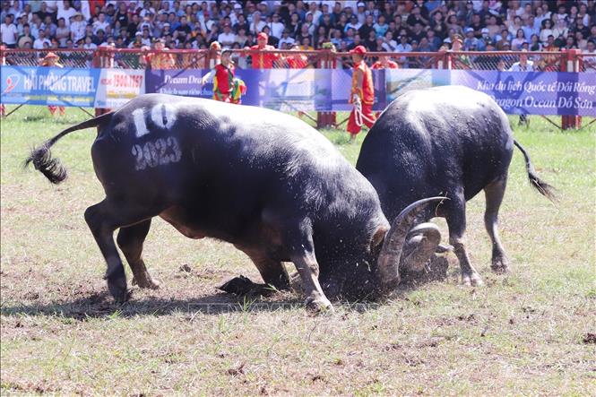 Một trận đấu tại Lễ hội chọi Trâu Đồ Sơn năm 2023. Ảnh: TTXVN phát