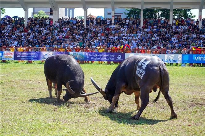 Một trận đấu tại Lễ hội chọi Trâu Đồ Sơn năm 2023. Ảnh: TTXVN phát