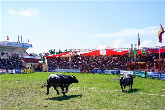 Một trận đấu tại Lễ hội chọi Trâu Đồ Sơn năm 2023. Ảnh: TTXVN phát
