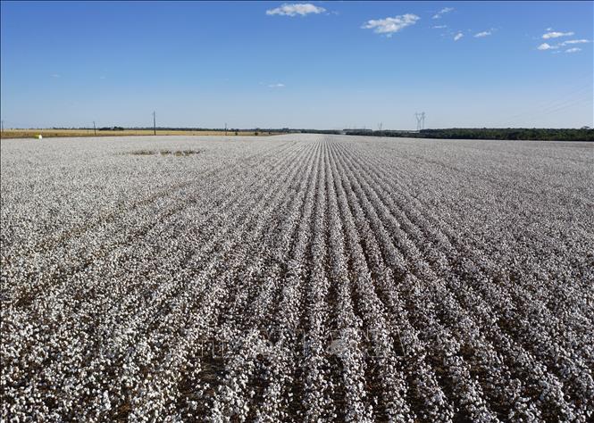 Cánh đồng bông ở Sorriso, bang Mato Grosso, Brazil. Ảnh: AFP/TTXVN
