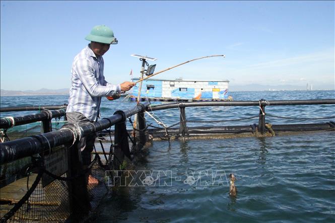 A squid farming model in the  south central coastal province of Ninh Thuan. VNA Photo: Công Thử 
