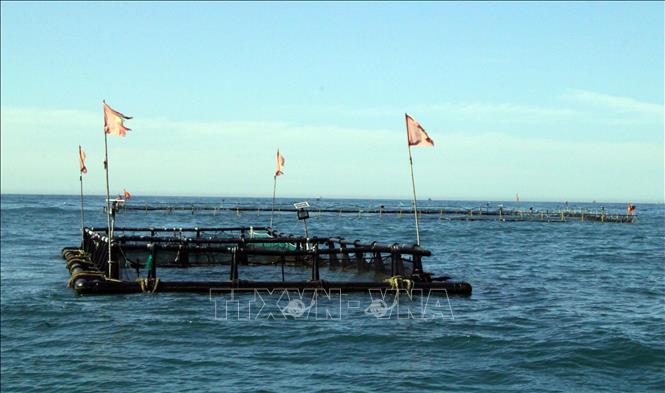A fish cage farming model in Ninh Hai district, the south central coastal province of Ninh Thuan. VNA Photo: Công Thử 