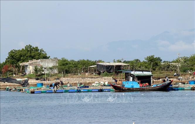 Harvesting oysters at Nai Lagoon in Ninh Hai district, the south central coastal province of Ninh Thuan. VNA Photo: Công Thử 