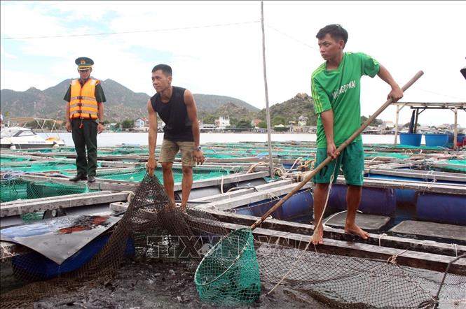 The fish cage farming model is developed in Ninh Hai district, the south central coastal province of Ninh Thuan. VNA Photo: Công Thử 