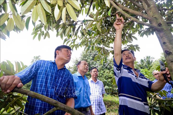 Cán bộ, đảng viên Chi bộ ấp Ba Ngàn A (xã Đại Thành, thành phố Ngã Bảy, tỉnh Hậu Giang) xuống hộ dân vận động, theo dõi thực hiện vườn mẫu trên địa bàn ấp. Ảnh: Duy Khương - TTXVN