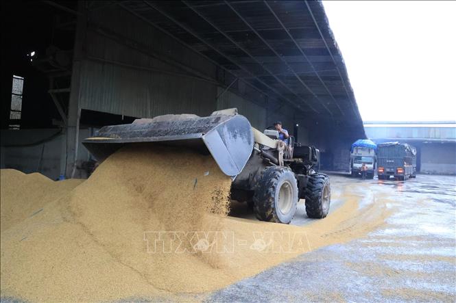 Xe xúc dồn lúa thu mua của bà con nông dân vào nhà máy xay sát của Công ty TNHH Dương Vũ. Ảnh: Minh Hưng – TTXVN