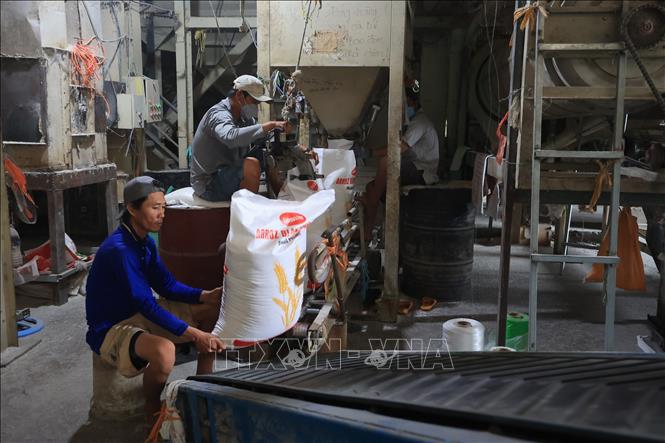 Đóng gạo tại Công ty TNHH Dương Vũ. Ảnh: Minh Hưng – TTXVN
