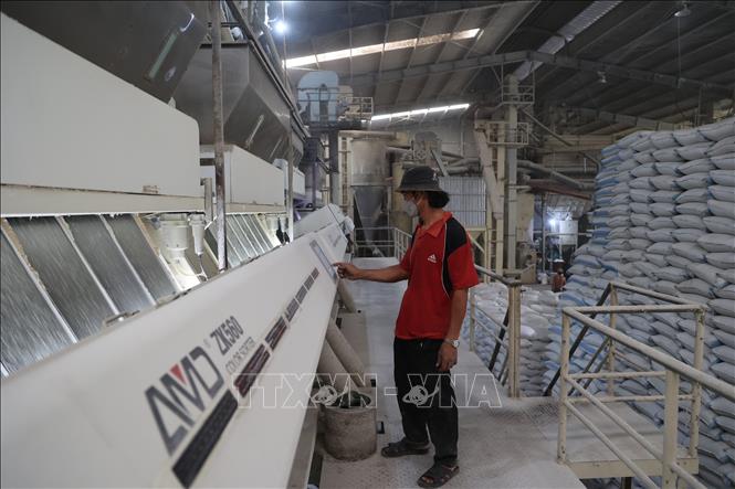 Công nhân nhà máy xát sát lúa gạo của Công ty TNHH Dương Vũ điều khiển máy lọc màu gạo. Ảnh: Minh Hưng – TTXVN 