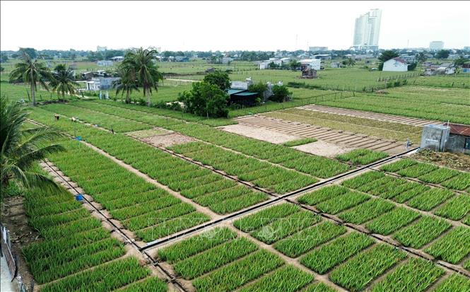Mô hình liên kết sản xuất trồng cây nha đam với công ty giúp người dân phường Văn Hải (thành phố Phan Rang – Tháp Chàm, Ninh Thuận) phát triển kinh tế. Ảnh: Nguyễn Thành – TTXVN