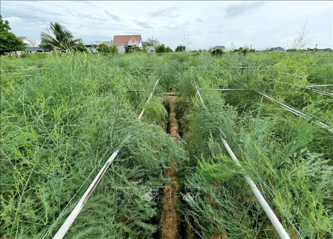 Mô hình trồng cây măng tây xanh trên đất cát ở xã An Hải (Ninh Phước, Ninh Thuận) cho hiệu quả kinh tế cao. Ảnh: Nguyễn Thành – TTXVN