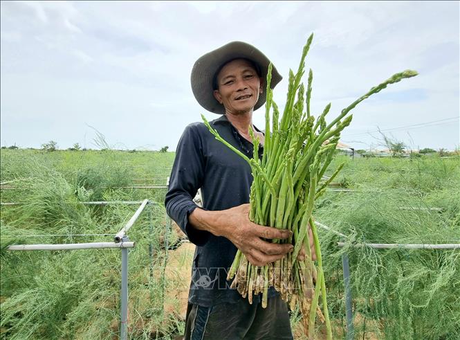 Mô hình trồng cây măng xanh giúp nhiều hộ dân ở xã An Hải (Ninh Phước, Ninh Thuận) thoát nghèo. Ảnh: Nguyễn Thành – TTXVN