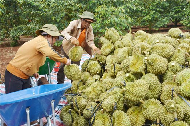 Dak Lak farmers harvest durian. VNA Photo: Hoài Thu