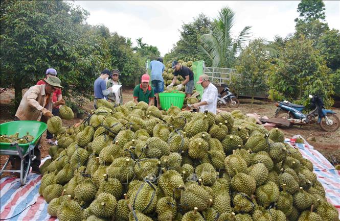 Dak Lak farmers harvest durian. VNA Photo: Hoài Thu
