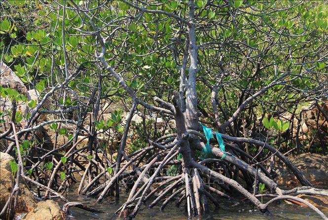 The Dam Bay Mangrove Forest in Nha Trang Bay, the central province of Khanh Hoa is home to various species of brackish water and sea creatures. VNA Photo: Phan Sáu 