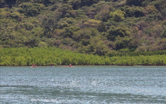 The Dam Bay Mangrove Forest in Nha Trang Bay, the central province of Khanh Hoa, charms tourists with kayaking tours. VNA Photo: Phan Sáu