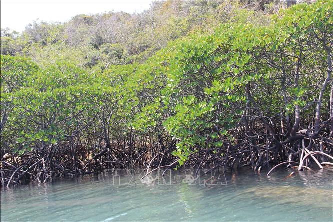 The Dam Bay Mangrove Forest in Nha Trang Bay, the central province of Khanh Hoa is home to various species of brackish water and sea creatures. VNA Photo: Phan Sáu