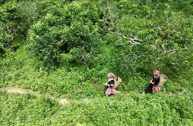 Locals pick tea leaves in Suoi Giang commune. VNA Photo: Tuấn Anh