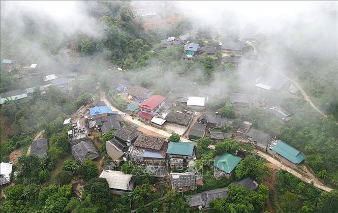 Suoi Giang commune is shrouded in fog and deep green of Shan Tuyet tea leaves. VNA Photo: Tuấn Anh