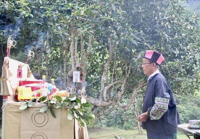 The village elder of Mong people in Suoi Giang commune leads the ceremony to honour Shan Tuyet tea trees. VNA Photo: Tuấn Anh