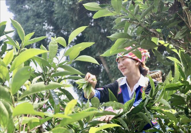 A Mong woman re-enacts picking tea leaves at the ceremony. VNA Photo: Tuấn Anh