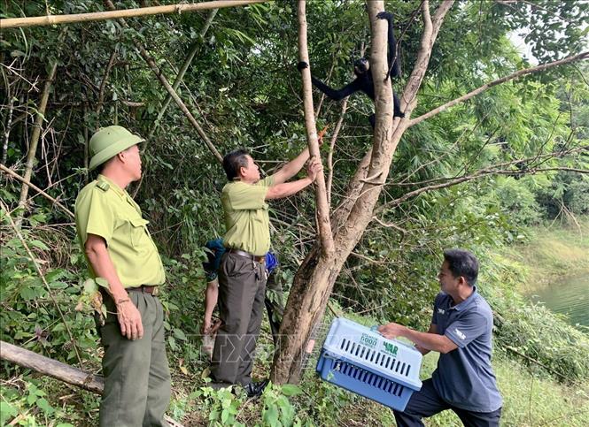 The animals are released back into their natural habitat. Photo by courtesy/VNA 