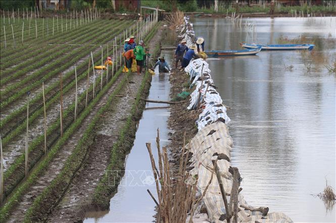 Be bờ bảo vệ hoa màu ở xã Tân Nghĩa (Cao Lãnh, Đồng Tháp). Ảnh: Nguyễn Văn Trí - TTXVN 