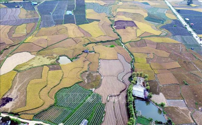 Mùa lúa chín tại xã Ngọc Chiến. Ảnh: Quang Quyết-TTXVN