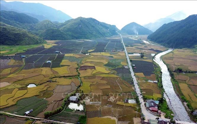Mùa lúa chín tại xã Ngọc Chiến. Ảnh: Quang Quyết-TTXVN