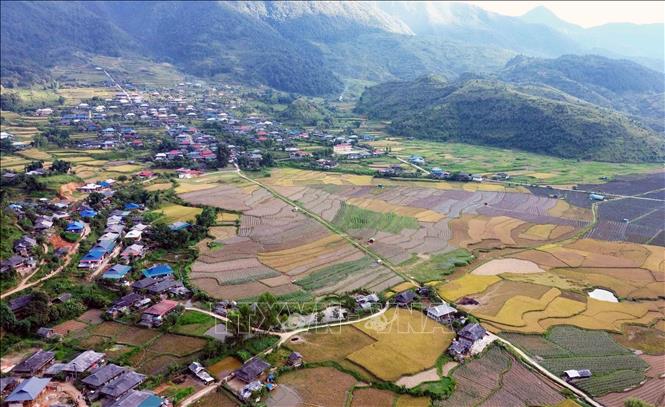 Mùa lúa chín tại xã Ngọc Chiến. Ảnh: Quang Quyết-TTXVN