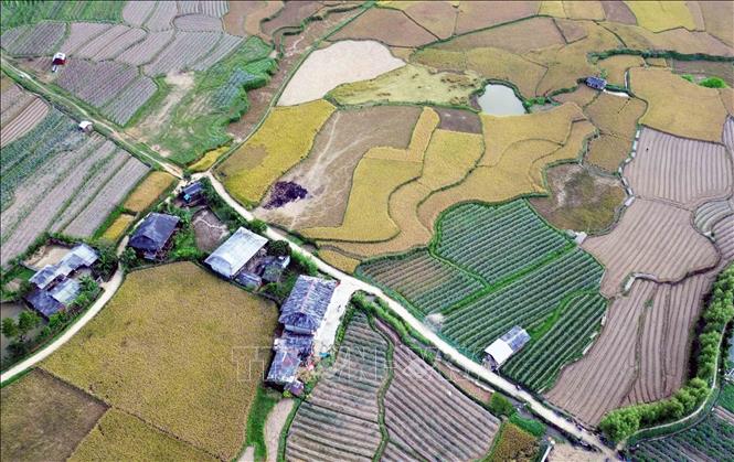 Mùa lúa chín tại xã Ngọc Chiến. Ảnh: Quang Quyết-TTXVN