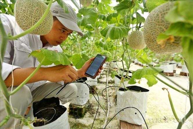 Chuyển đổi số đang là xu hướng tất yếu trên tất cả mọi lĩnh vực. Trong ảnh: Kiểm tra hoạt động của hệ thống bơm tưới cho nhà dưa lưới khi điều khiển bằng ứng dụng trên điện thoại thông minh tại trang trại thông minh Delco Farm (tại xã Nguyệt Đức, huyện Thuận Thành, Bắc Ninh). Ảnh: Minh Quyết – TTXVN