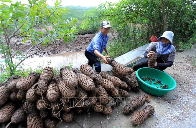 Locals in Hong Tien commune catch the crabs using bamboo traps. VNA Photo: Thế Duyệt
