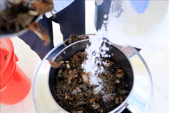 The crabs are cleaned after being caught, then grounded into a paste with salt. VNA Photo: Thế Duyệt
