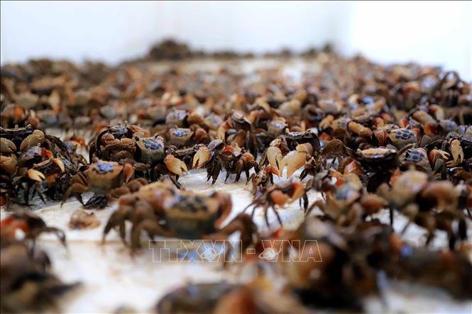 Sea crabs caught in Hong Tien commune. VNA Photo: Thế Duyệt