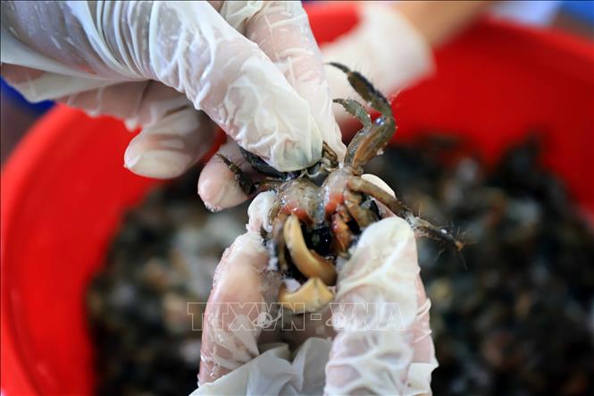 Sea crabs are cleaned and have their hard shells removed before grinding. VNA Photo: Thế Duyệt