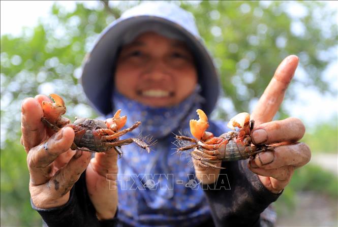 Crab catchers only pick the grown crabs for making the paste, while releasing the young crabs back to their natural environment. VNA Photo: Thế Duyệt
