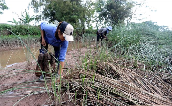 Locals in Hong Tien set up crab traps. VNA Photo: Thế Duyệt
