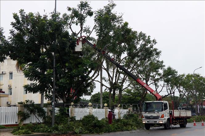 Cắt tỉa cành, hạ độ cao và cắt cây sâu mục tại thành phố Tam Kỳ (Quảng Nam). Ảnh: Trần Tĩnh - TTXVN