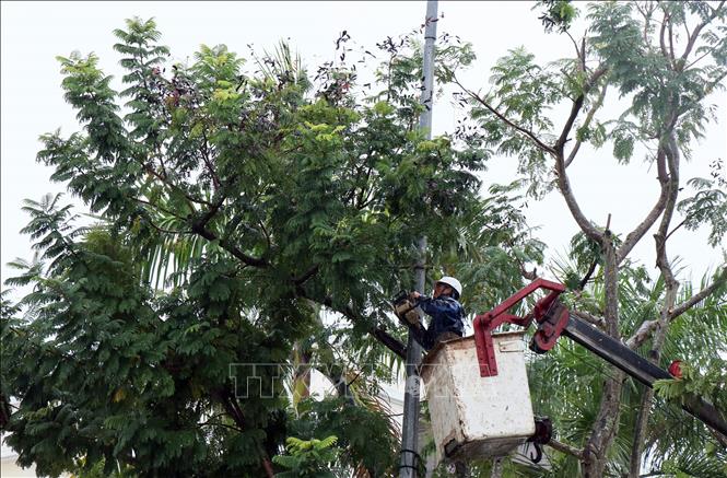 Cắt tỉa cành, hạ độ cao và cắt cây sâu mục tại thành phố Tam Kỳ (Quảng Nam). Ảnh: Trần Tĩnh - TTXVN