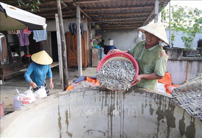 Cho hỗn hợp cá, muối biển đã trộn đều vào am chứa trước khi gài, nén chặt và ủ nắng. Ảnh: Xuân Tiến - TTXVN 