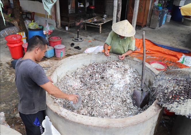 Cho hỗn hợp cá, muối biển đã trộn đều vào những am chứa có dung tích từ 1,5 tấn đến 2 tấn cá để chườm, ướp và ủ nắng. Ảnh: Xuân Tiến - TTXVN 