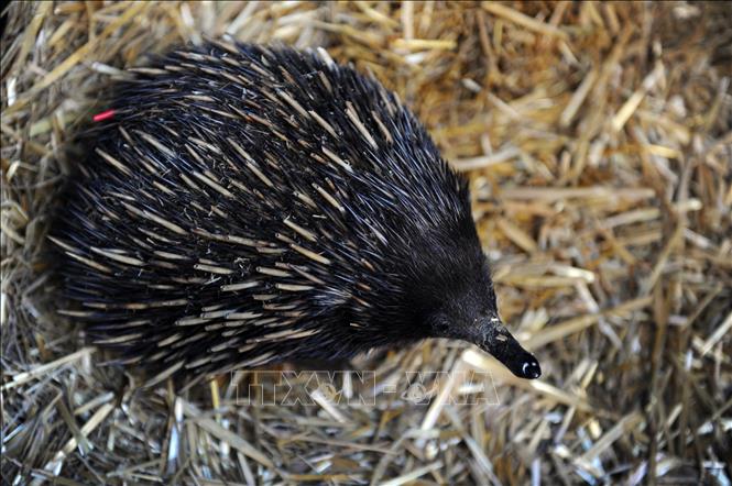 Lần đầu tiên các nhà khoa học Australia đã ghi lại được âm thanh của loài thú lông nhím echidna (ảnh) - loài thú có vú đẻ trứng độc đáo nhất thế giới - khi chúng phát ra các âm thanh khác nhau, được miêu tả như những tiếng “thủ thỉ”, “càu nhàu” và “ngáy khò khè”. Đây là một trong những âm thanh khó nắm bắt nhất trong tự nhiên và là bằng chứng khoa học đầu tiên về âm thanh của loài vật đặc biệt này. Ảnh: AFP/TTXVN