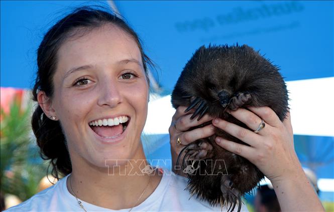 Lần đầu tiên các nhà khoa học Australia đã ghi lại được âm thanh của loài thú lông nhím echidna (ảnh) - loài thú có vú đẻ trứng độc đáo nhất thế giới - khi chúng phát ra các âm thanh khác nhau, được miêu tả như những tiếng “thủ thỉ”, “càu nhàu” và “ngáy khò khè”. Đây là một trong những âm thanh khó nắm bắt nhất trong tự nhiên và là bằng chứng khoa học đầu tiên về âm thanh của loài vật đặc biệt này. Ảnh: AFP/TTXVN