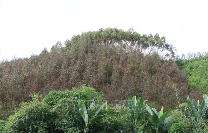 Rừng bạch đàn ở xóm Ba Quà, xã Văn Hán, huyện Đồng Hỷ bị khô lá trên điện rộng. Ảnh: Hoàng Nguyên - TTXVN
