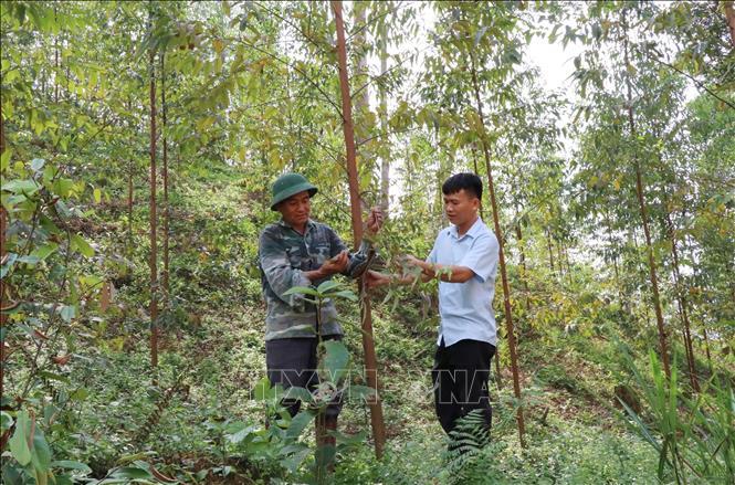 Chủ rừng và cán bộ xã Văn Hán, huyện Đồng Hỷ kiểm tra rừng bạch đàn bắt đầu bị khô lá. Ảnh: Hoàng Nguyên - TTXVN