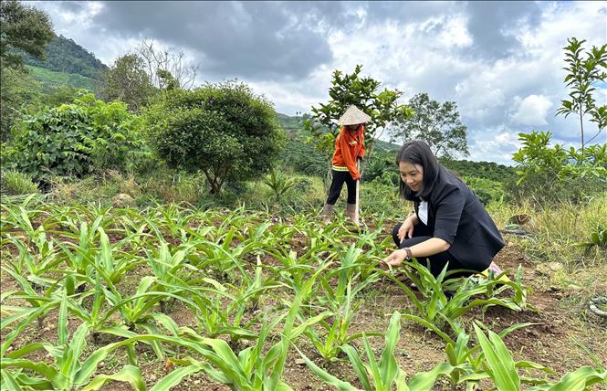Chị Nguyễn Phương Bắc với mô hình kinh tế trang trại thảo dược kết hợp với du lịch nghỉ dưỡng tại Đam Rông (Lâm Đồng). Ảnh: Nguyễn Dũng – TTXVN