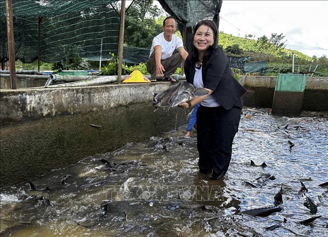 Chị Nguyễn Phương Bắc tại trang trại nuôi cá tầm của gia đình. Ảnh: Nguyễn Dũng – TTXVN