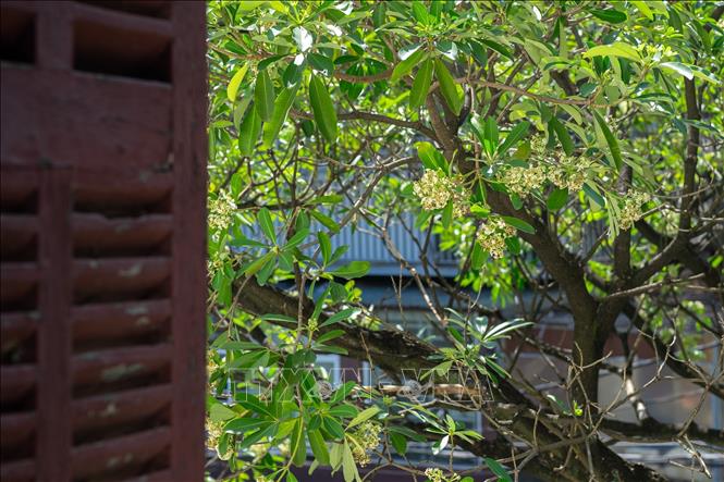Mùa thu đến là hoa sữa toả hương, đó là những giây phút làm người ta lắng lại một chút, thấy cuộc sống nhẹ nhàng thanh thản hơn. Ảnh: Phạm Tuấn Anh - TTXVN