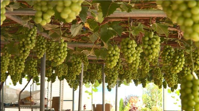 Vườn nho Shine Muscat trĩu quả. Ảnh: Khánh Vân pv TTXVN tại Hàn Quốc
